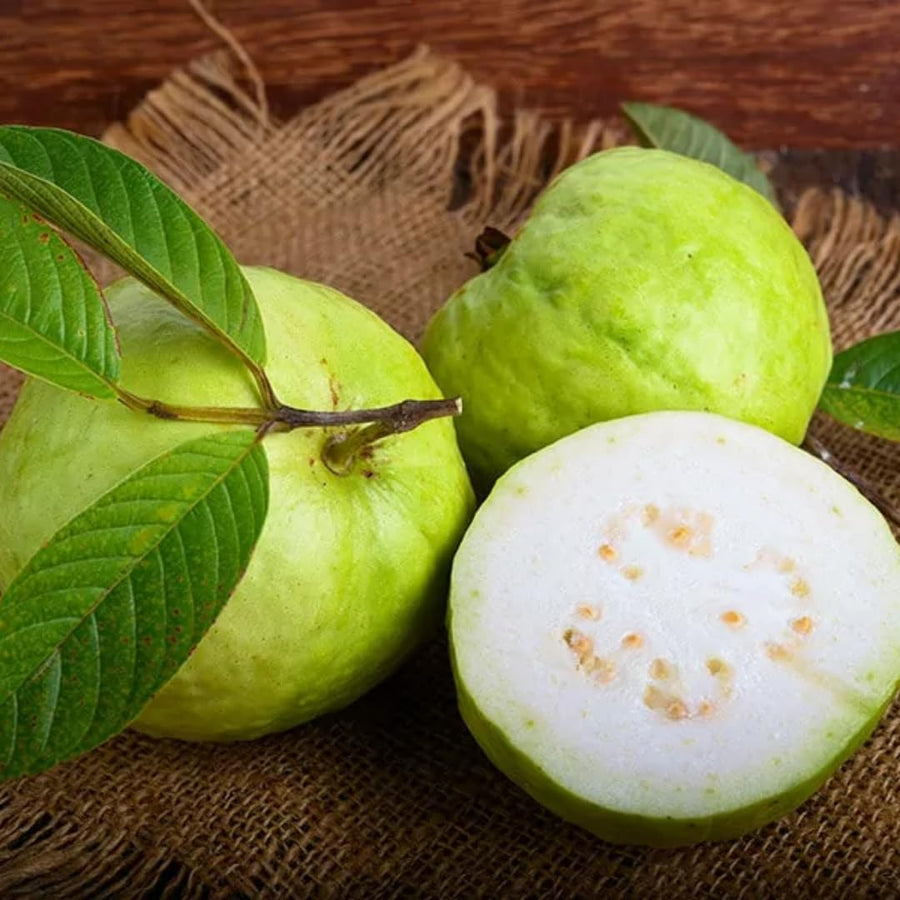 Sweet White Guava Tree Live Plant, Potted 8-10" in Tall Tropical Fruit Tree, Zones 9-11 for Outdoor Indoor Planting