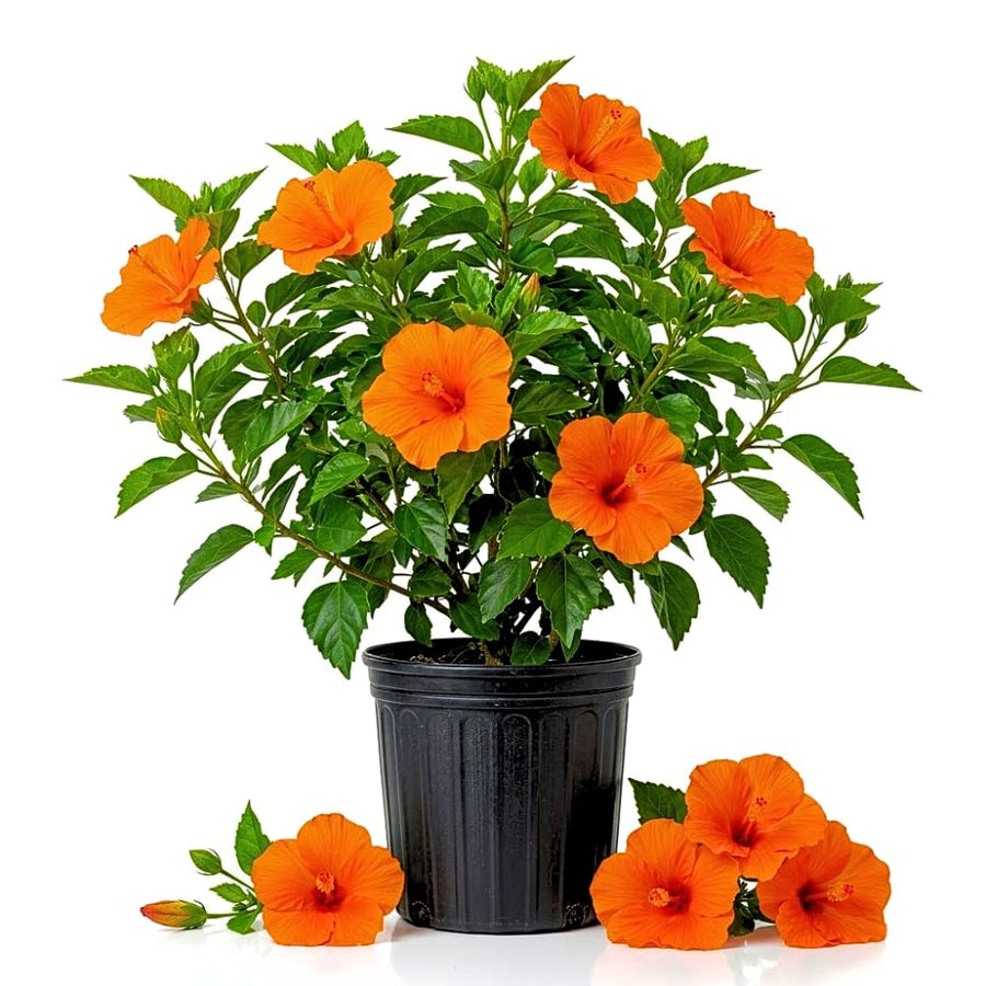 Orange Hibiscus Plant Live, Hardy Hibiscus Plants Live 5-7 Inches Tall, Vibrant Blooming Flower, Well-Rooted Plant for Home Garden Indoor Outdoor