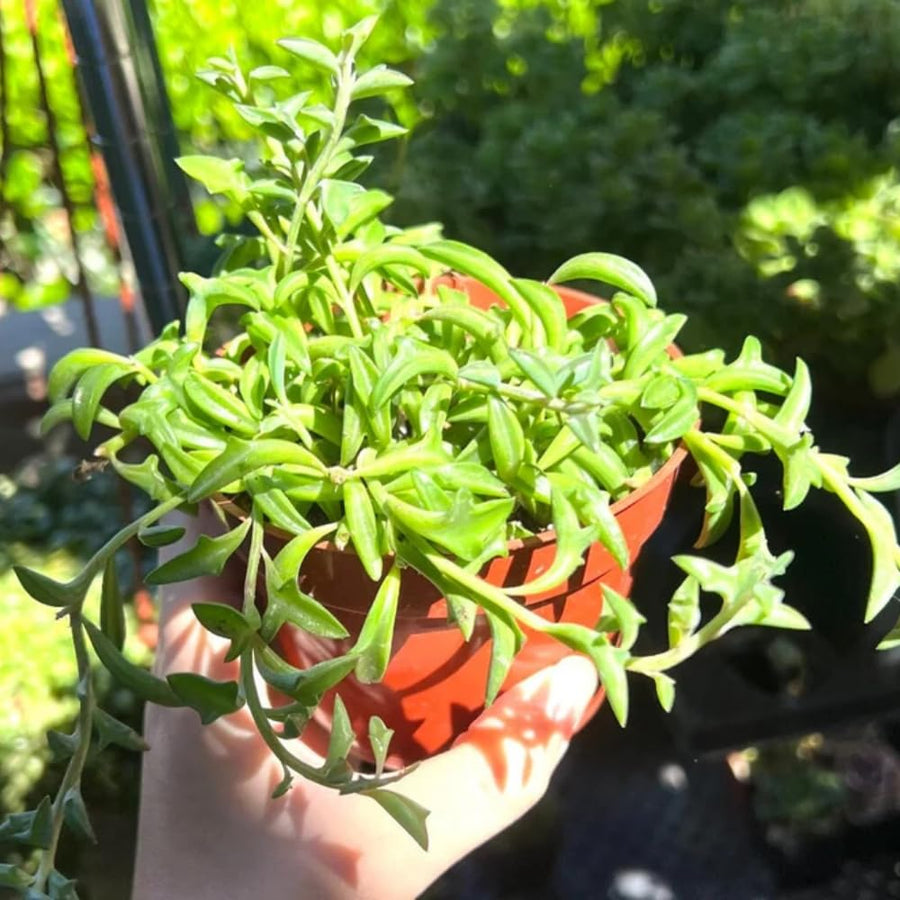 Succulent Plant Live, Trailing Houseplant, Indoor Green Foliage Plant in 4 Inch Pot (String of Dolphins)