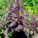 Krishna Basil Plant 4-7'' Tall, Purple Tulasi Herb Plants Live, Fragrant, Hardy, Perennial Herbs in 4'' Pot