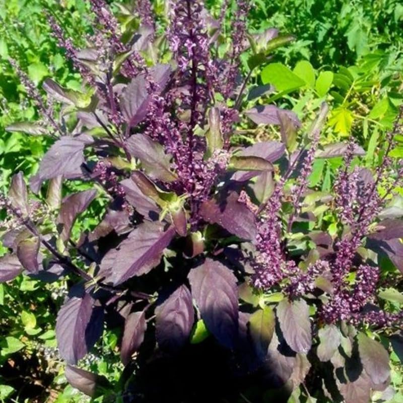 Krishna Basil Plant 4-7'' Tall, Purple Tulasi Herb Plants Live, Fragrant, Hardy, Perennial Herbs in 4'' Pot