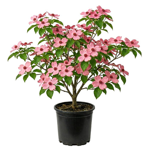 Pink Dogwood Tree Plant Live, Flowering Dogwood Plant 6-12 Inches Tall in Quart Pot, Hardy Ornamental Tree for Outdoor Garden