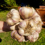 3 Jumbo Purple Garlic Bulbs for Planting, Heirloom Hardneck Seed Garlic, Cold Hardy, High Yield Garden Variety