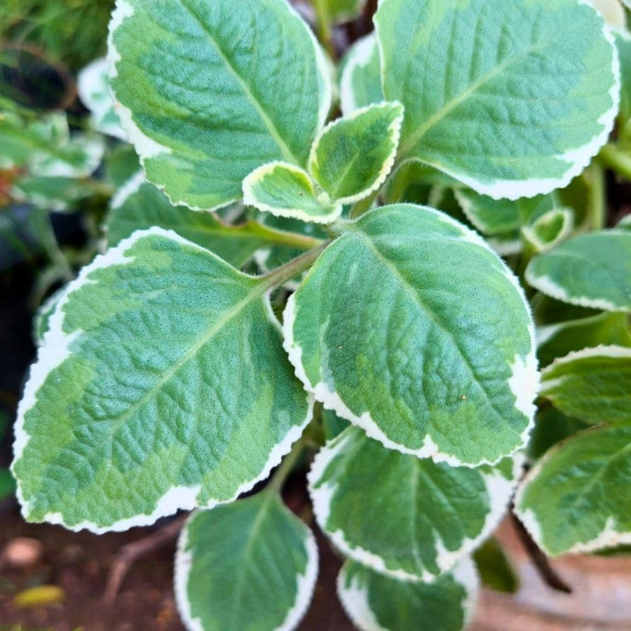 2 Variegated Cuban Oregano Live Plant Per Pot, 3-6 Inches Tall, Herb Oregano Plant Live, Fragrant Perennial Herb for Gardening, Indoor Outdoor Herb Plant
