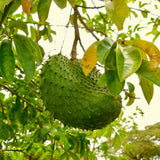 Soursop Tree Live Plant, Tropical Soursop Fruit Tree 8-10 Inch Tall, Annona Muricata Guanabana Seedling, Ready to Grow Outdoor