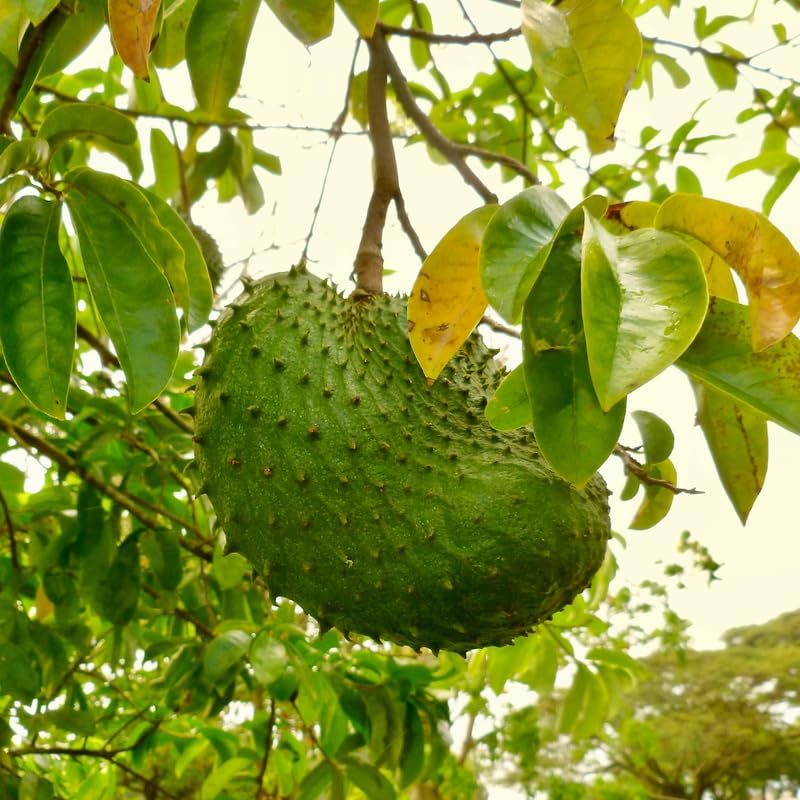 Soursop Tree Live Plant, Tropical Soursop Fruit Tree 8-10 Inch Tall, Annona Muricata Guanabana Seedling, Ready to Grow Outdoor