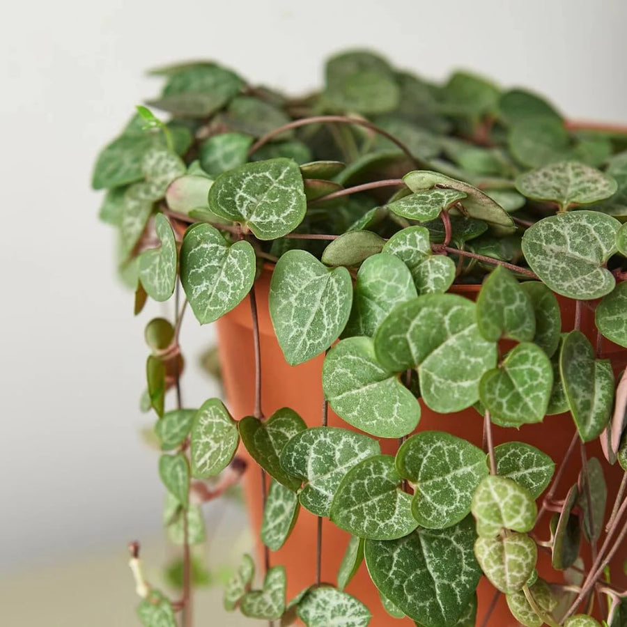 String of Hearts Plant Live, Ceropegia Woodii Variegata, in 4" Pot, Rare Trailing Succulent Vine for Indoor Hanging Pots (Green String of Hearts Plant)