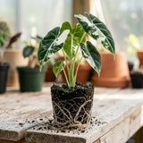 Alocasia Live Plant, Variegated Alocasia Plant, 5 to 7 Inches Tall, Rare and Hardy Houseplant for Home and Office Decoration