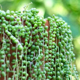 Green String of Pearls Plant Live, Trailing Succulent Vine, Indoor Hanging Houseplant, 4 Inch Pot