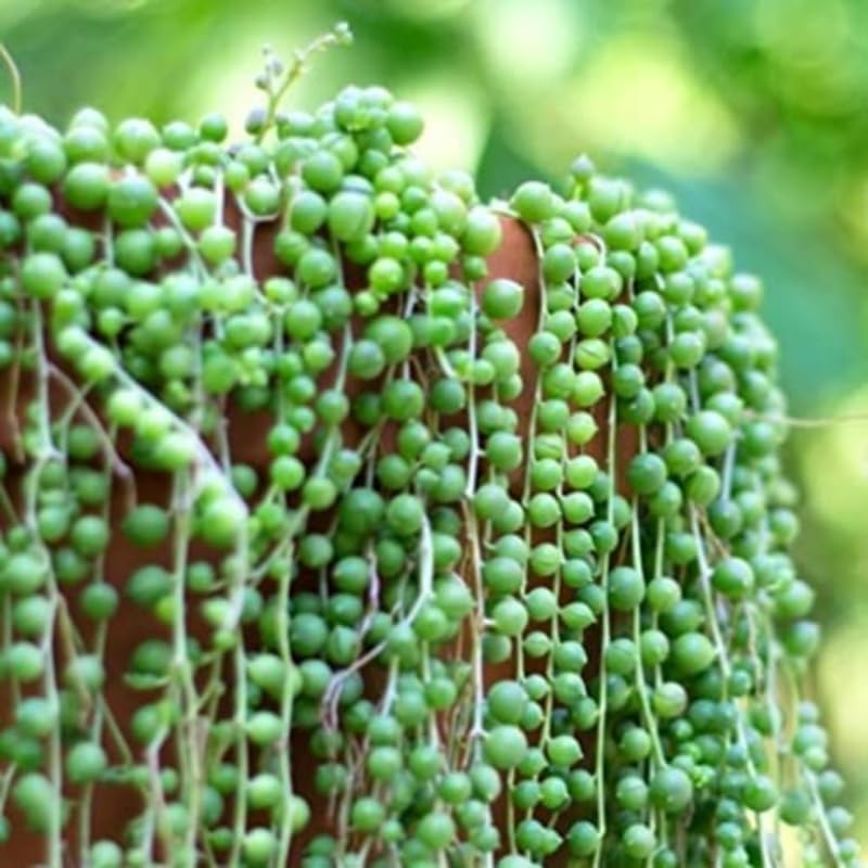 Green String of Pearls Plant Live, Trailing Succulent Vine, Indoor Hanging Houseplant, 4 Inch Pot
