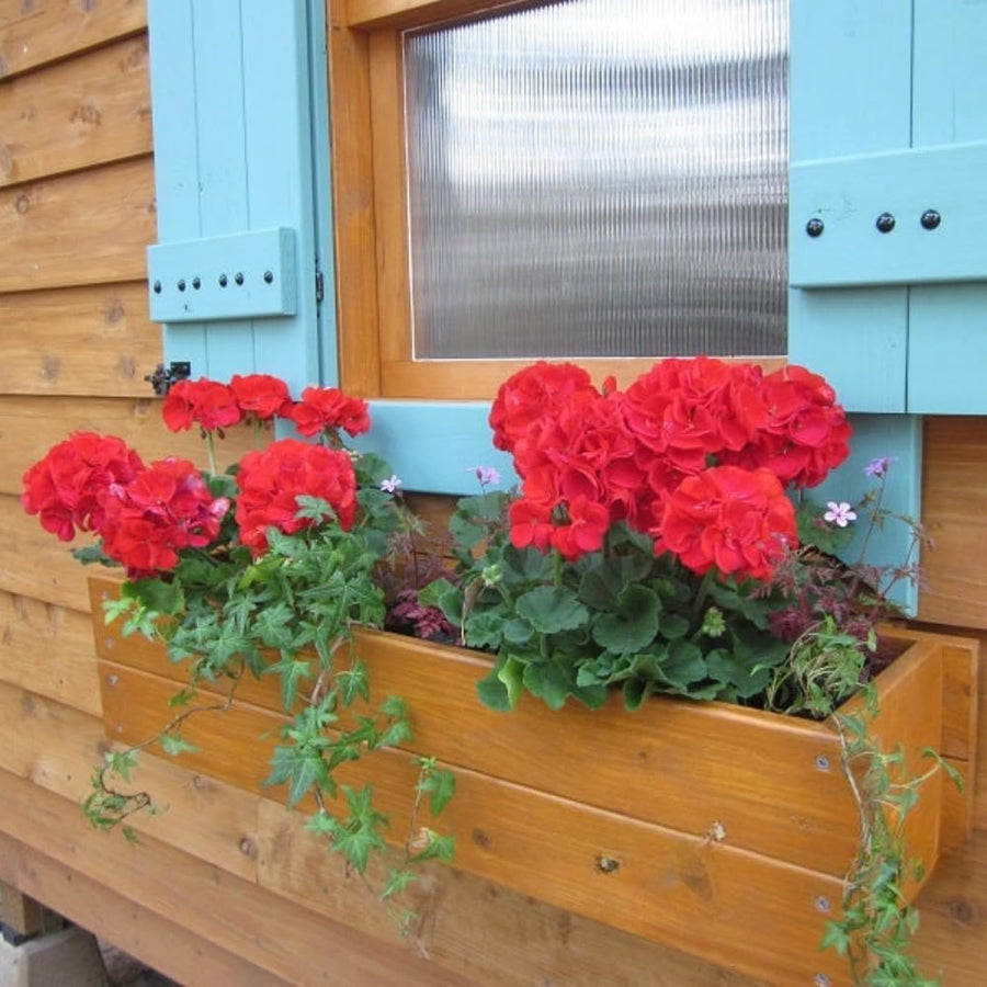 4 Red Geranium Plants Live, 5 to 8 Inches Tall, Geranium Flower Plants Indoor Outdoor, Geraniums Live Plant, Red