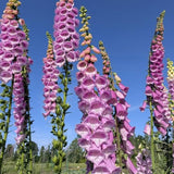 Set 6 Purple Foxglove Plants Live, in 3" Pots, Hardy Perennial Foxgloves Flowers for Outdoor Garden Planting