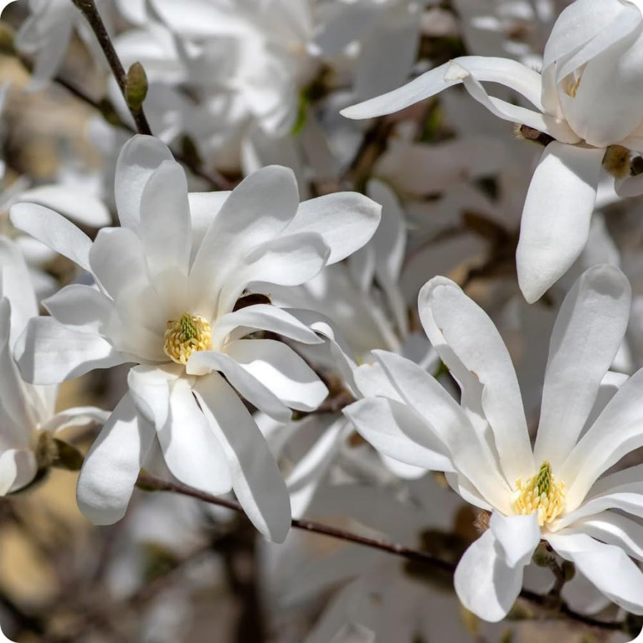 White Magnolia Plant Live, 6-12 Inch Tall, Magnolia Tree in 2.5” Pot, Flowering Ornamental Tree