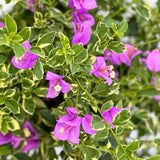 2 Trailing Bougainvillea Plants Live, Hardy Flowering Bougainvillea Plants for Hanging Basket, Container Growing, 4-8 Inches Tall (Blueberry Ice)