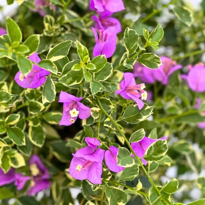 2 Trailing Bougainvillea Plants Live, Hardy Flowering Bougainvillea Plants for Hanging Basket, Container Growing, 4-8 Inches Tall (Blueberry Ice)