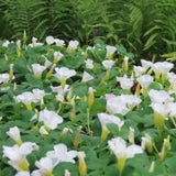 Oxalis Plant in 4'' Pot, 4-8'' Tall, Shamrock Flowers Plants, Perennial Flower Plants for Indoor and Outdoor Garden