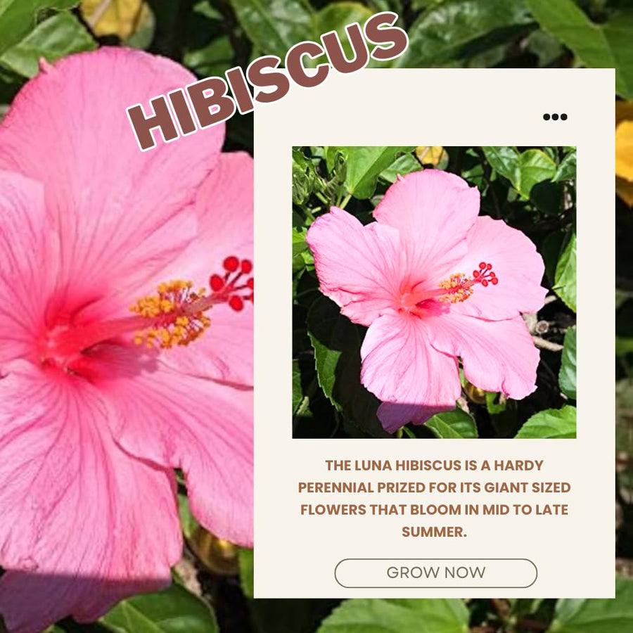 Set 4 Hardy Hibiscus Plants Live, Assorted Hibiscus Flowers Bush Shrub Well-Rooted Plugs, 3-5" Tall, Ornamental Hibiscus Seedlings