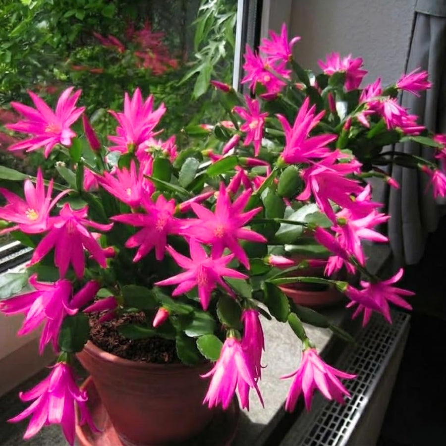 1 Easter Cactus Plant Live, Spring Cactus Live Plant, 4-8 Inch Height, Holiday Blooms for Outdoor Spaces, No Pot, Bareroot (Pink)