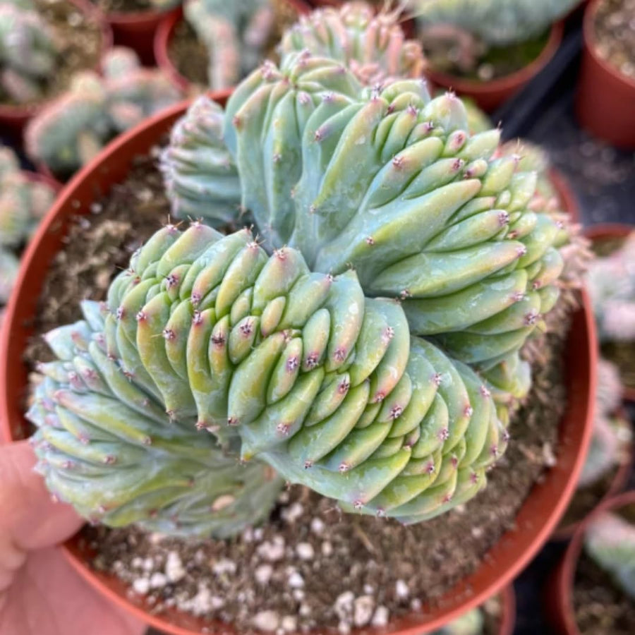 Live Blue Candle Curly Cactus Plant, Rare Succulent, 6 Inch Pot for Indoor or Outdoor Growing