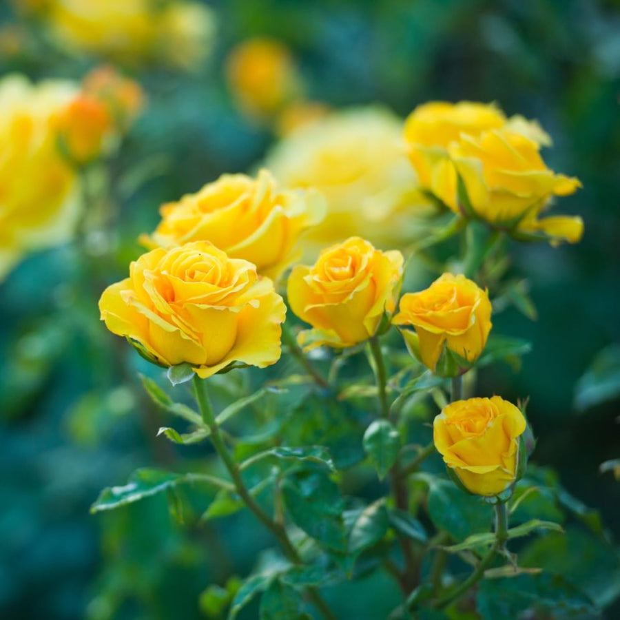 2 Rose Plants Live, Dwarf Miniature Rose Bush Live Plants, Fragrant Rose Flowers, Well Rooted 5-10 Inch Tall, No Pot (Yellow Rose)