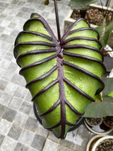 Bright Green Black Colocasia Plants, 3-6" Elephant Ear Esculenta Taro Alocasia Live Plant for Outdoor Planting, Alocasia Plants Bare Root, No Pot, Live Colocasia Houseplant