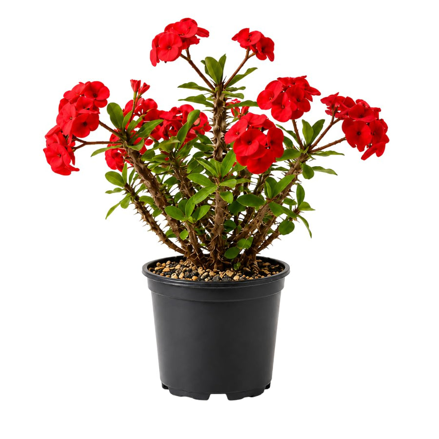 Live Red Crown of Thorns Plant, Hardy Crown of Thorns Succulent, 4 Inch Pot for Outdoor or Indoor Growing