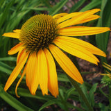 Yellow Echinacea Plant Live, 3 to 6 Inc Tall, Coneflower Live Plant Flowering Gardening Outdoor Indoor