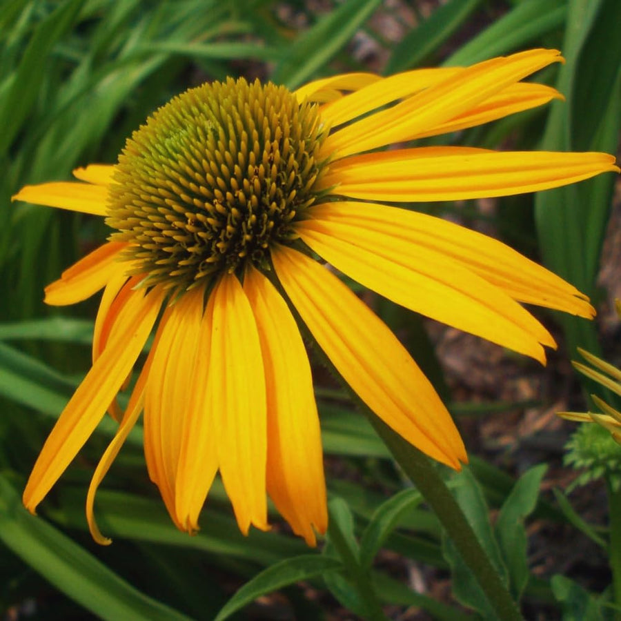 Yellow Echinacea Plant Live, 3 to 6 Inc Tall, Coneflower Live Plant Flowering Gardening Outdoor Indoor