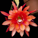 2 Orange Epiphyllum Orchid Cactus Live Plants, 6-8" in Tall Succulent for Indoor Outdoor Home Decor, Cold Hardy, Spring Planting
