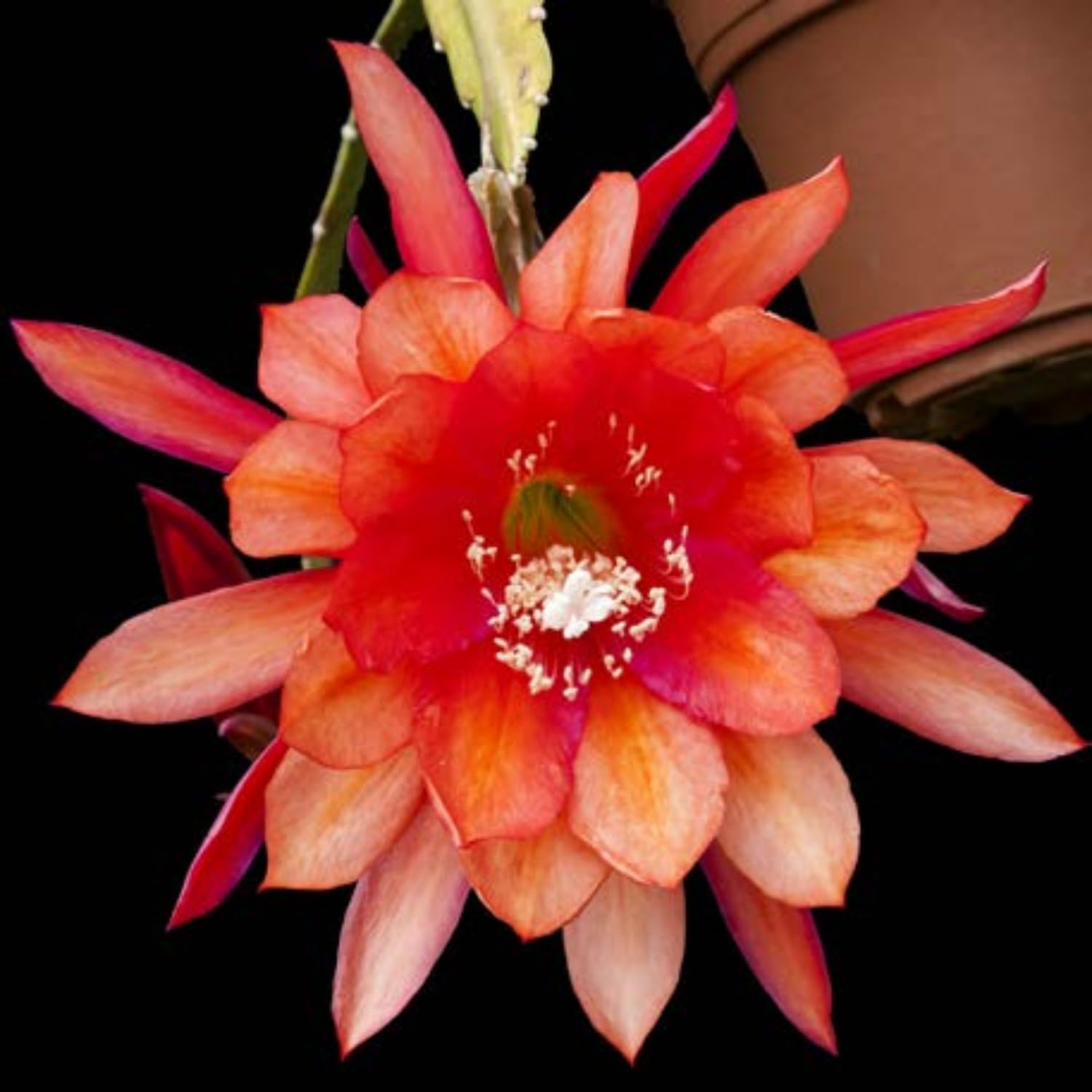 2 Orange Epiphyllum Orchid Cactus Live Plants, 6-8" in Tall Succulent for Indoor Outdoor Home Decor, Cold Hardy, Spring Planting