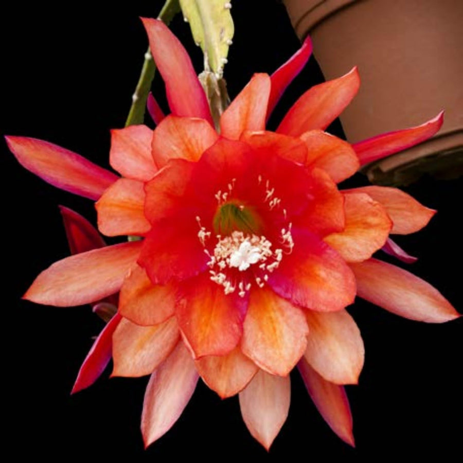 2 Orange Epiphyllum Orchid Cactus Live Plants, 6-8" in Tall Succulent for Indoor Outdoor Home Decor, Cold Hardy, Spring Planting