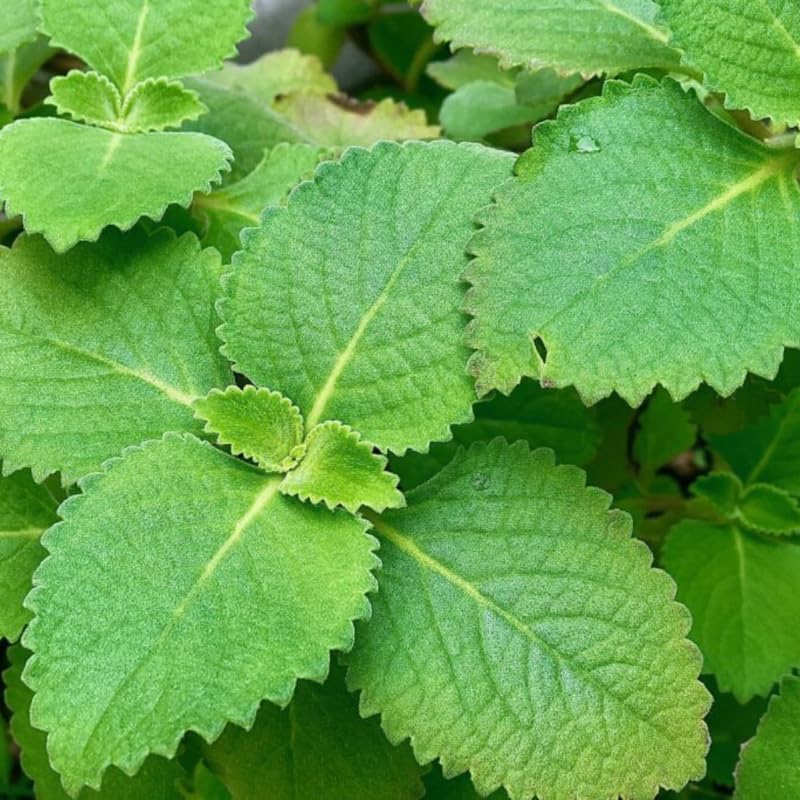 2 Live Cuban Oregano Plant, Oregano Plants Live, Spanish Thyme Vegetable Plants, 3-5 Inch Tall for Outdoor or Indoor Garden