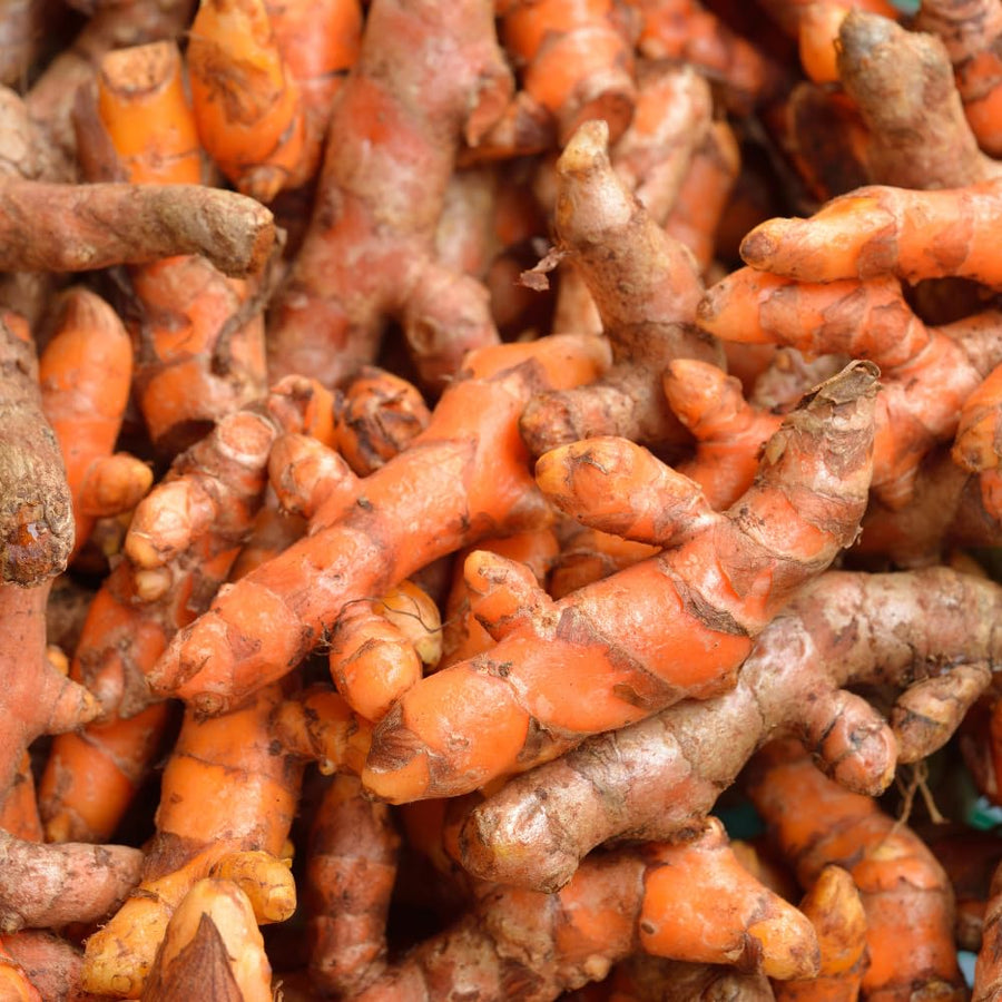 Pack 8 Turmeric Roots for Planting, Fresh Yellow Turmeric Root, Curcuma Longa, Ready for Indoor Outdoor Gardening