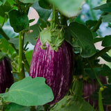 Pack of 100 Round Purple Eggplant Seeds for Planting, Vegetable Seeds for Garden Growing