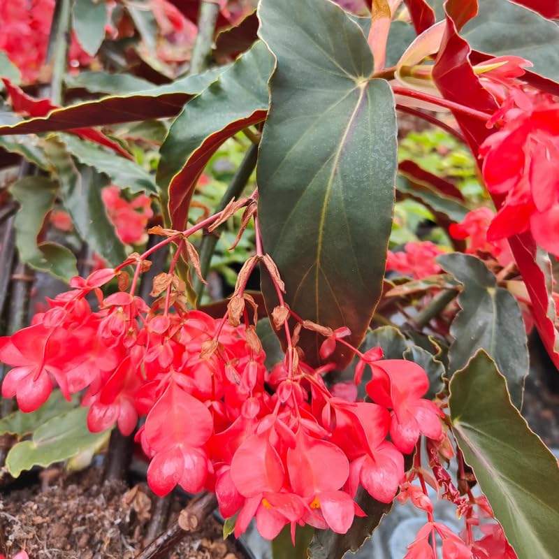 Angel Wing Begonia Live Plant, Polka Dot Begonia Maculata Plants, 4-7" Starter Indoor Outdoor Houseplant Décor, Air-Purifying and Easy Care, Bold Red Begonia with Striking Flowers