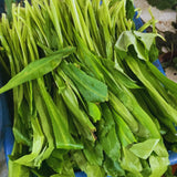 Pack 500 Culantro Seed, Culantro Herb Seed for Planting, Vegetable Herb Plant, Ready for Growing