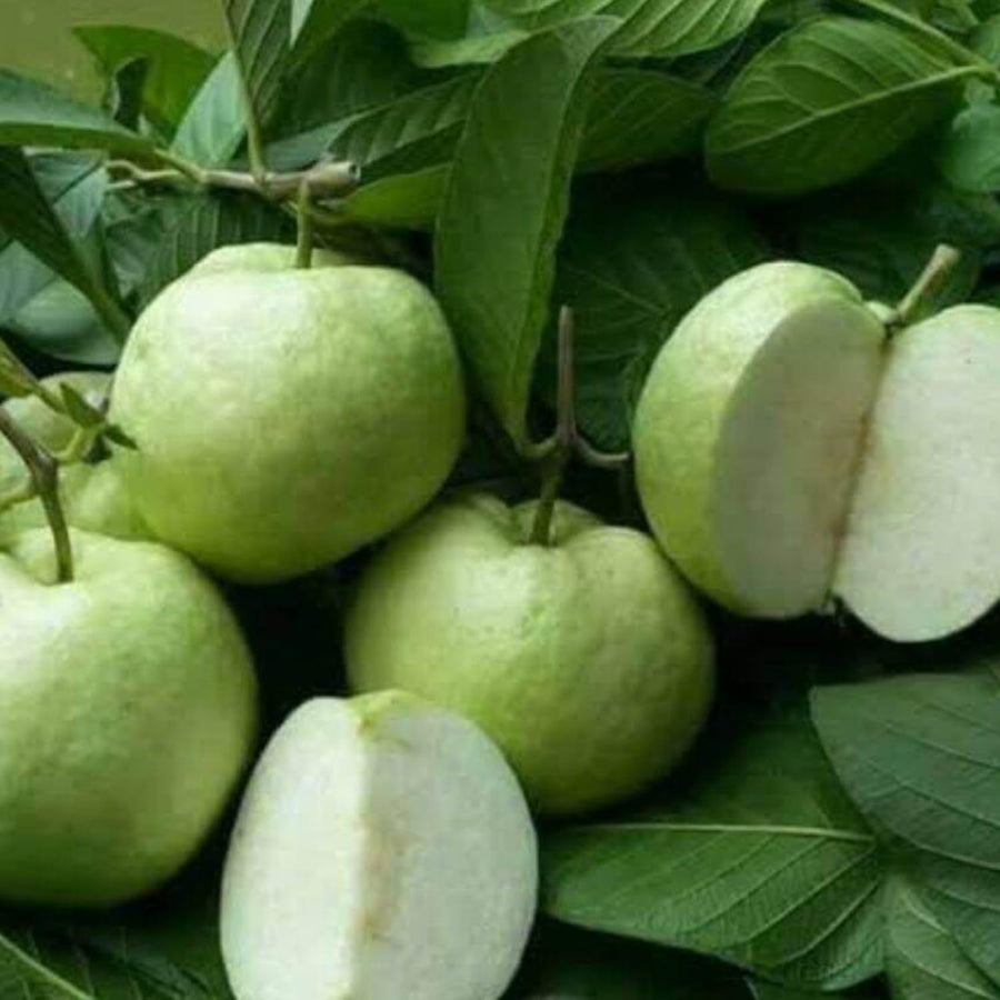 White Guava Tree Live Plant, 5 to 9 Inc, Guava Plant, Edible Home Garden Fruit Starter Planting
