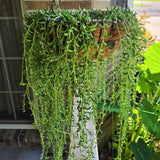 String of Bananas Plant, 4 Inch Pot, String of Bananas Plants Live Potted, Trailing Succulents Plants Live for Home, Garden, Easy Care Live Succulent Houseplant