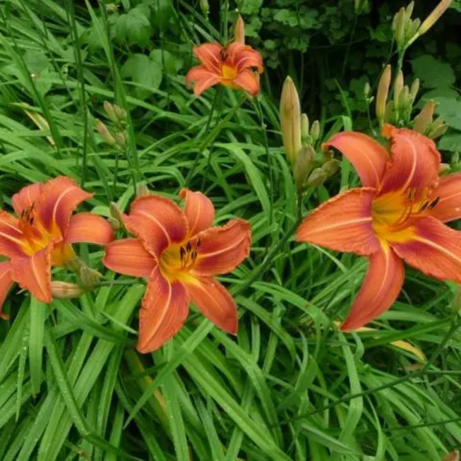 10 Wild Daylily Roots, Hardy Perennial Flower for Garden Beds and Borders Planting, Easy Care, Ready to Grow