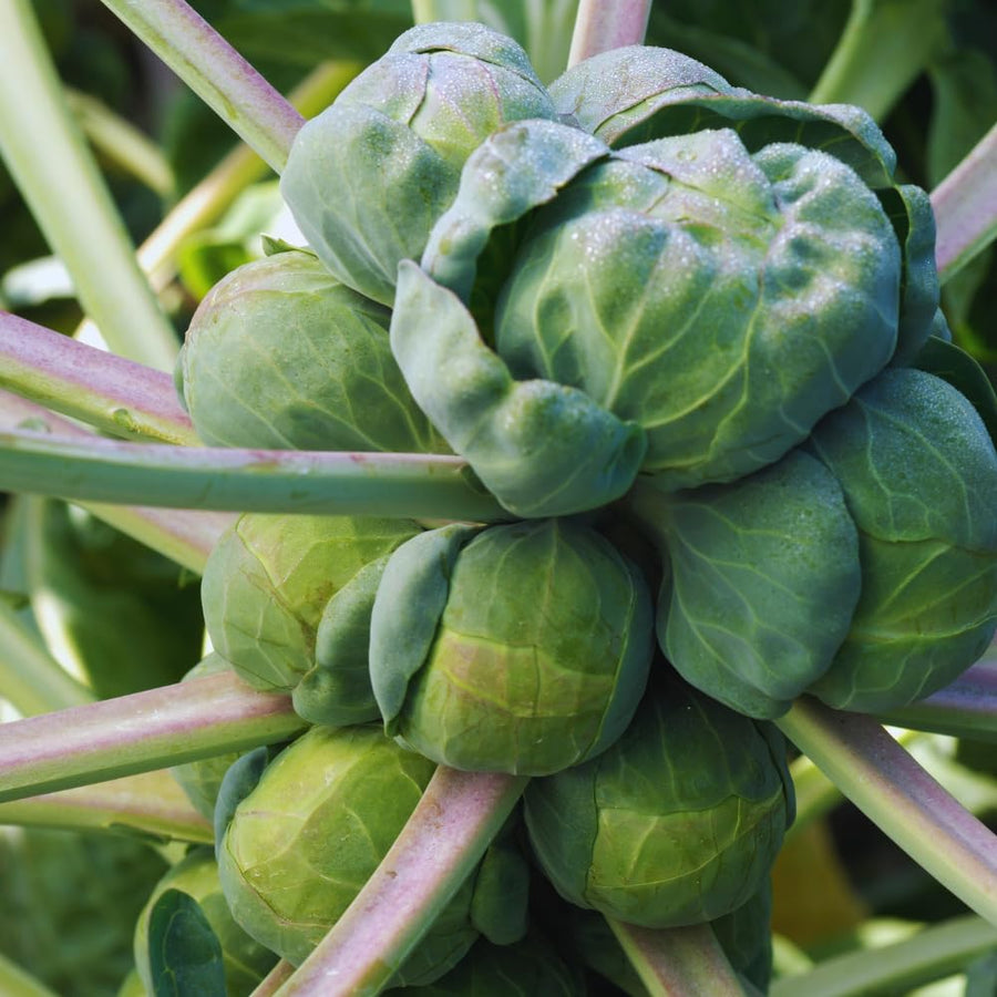 2 Brussel Sprouts Plants Live, Brussel Sprouts Live Plant, Vegetable Live Plant for Gardening, 4 to 6 Inc Long