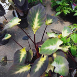2 Alocasia Live Plants, Live Alocasia Plants Indoor, 3 to 5 Inches, Colocasia Plant, Elephant Ear Esculenta Taro Colocasia Plant House Plant (Tropical)
