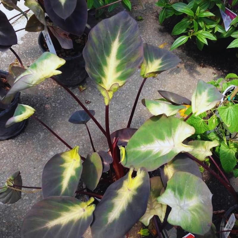 2 Alocasia Live Plants, Live Alocasia Plants Indoor, 3 to 5 Inches, Colocasia Plant, Elephant Ear Esculenta Taro Colocasia Plant House Plant (Tropical)