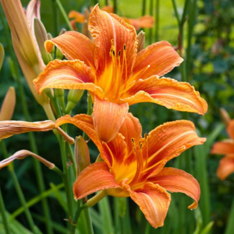 3 Daylily Bulbs for Planting, Reblooming Daylilies Roots, Hardy Perennial Flowers Bulbs, Gardens and Borders Planting