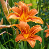 3 Wild Orange Daylily Bulbs for Planting, Reblooming Daylilies Roots, Hardy Perennial Flowers Bulbs, Gardens and Borders Planting