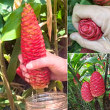 3 Awapuhi Shampoo Ginger Roots, Zingiber Zerumbet Pinecone Ginger Rhizomes for Planting Home Garden