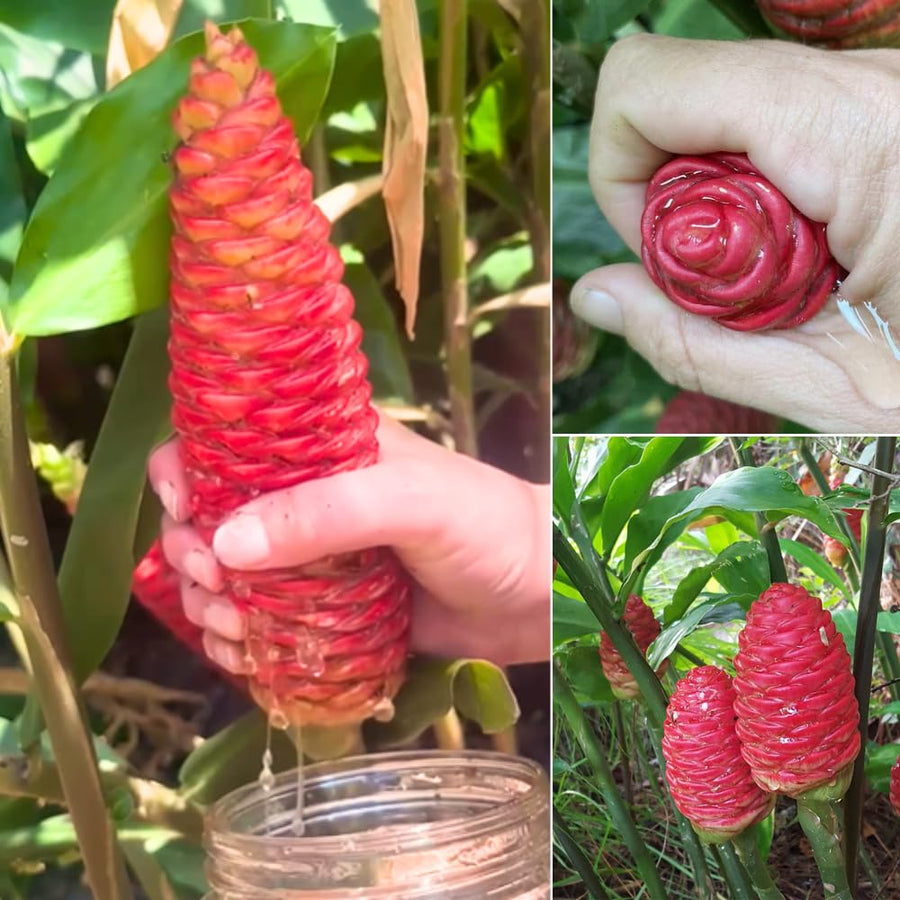 3 Awapuhi Shampoo Ginger Roots, Zingiber Zerumbet Pinecone Ginger Rhizomes for Planting Home Garden