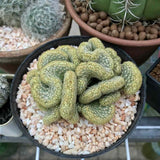 Golden Cactus Live Plant in 4" Pot, Rare Cactus Succulent for Home Décor, Indoor Outdoor Growing