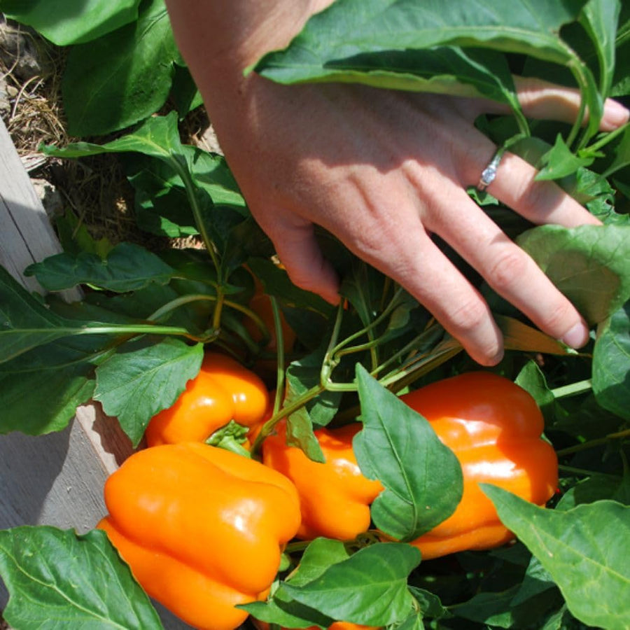 Pack 50 Orange Sweet Bell Pepper Seeds, Sweet Pepper Seeds for Garden, Vegetable Planting Seed