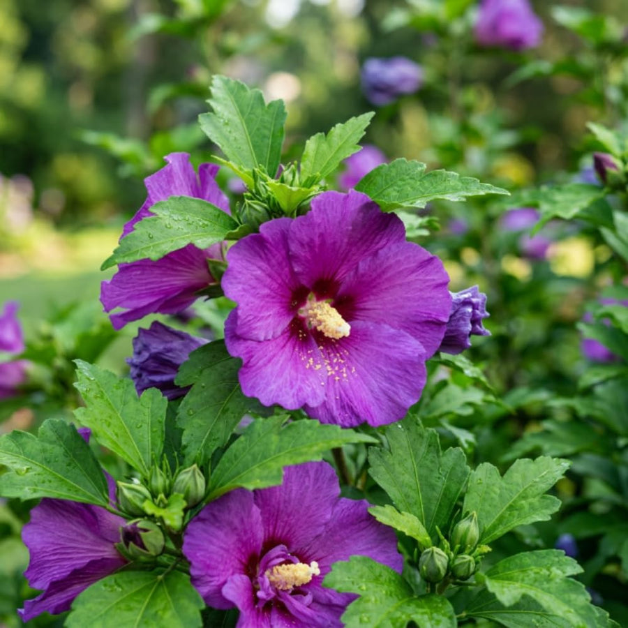 Purple Rose of Sharon Plant Live, Rose of Sharon Plant, Quart Pot, 6-10 Inches Tall, Vibrant Bloom, Purple Althea for Indoor Outdoor Growing
