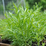 Set 2 Tarragon Plants Live, 4-9 Inch Tall, Tarragon Mint Leaves Well Rooted Plug, Perennial Tarragon Bush Shrub